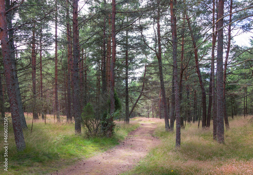 The Curonian Spit National Park in Kaliningrad region. Russia