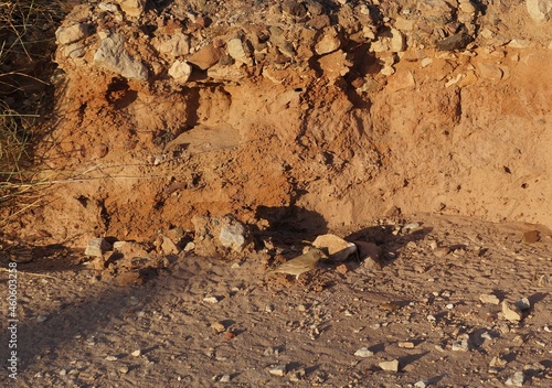 Bird of Fringillidae family foraging on the desert plant 