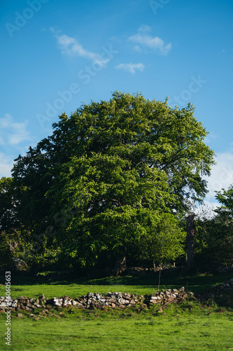 Green tree photo