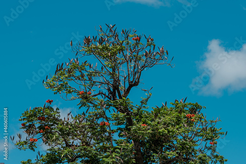 Spathodea is a monotypic genus in the flowering plant family Bignoniaceae. The single species it contains, Spathodea campanulata, is commonly known as the African tulip tree. Hawaii