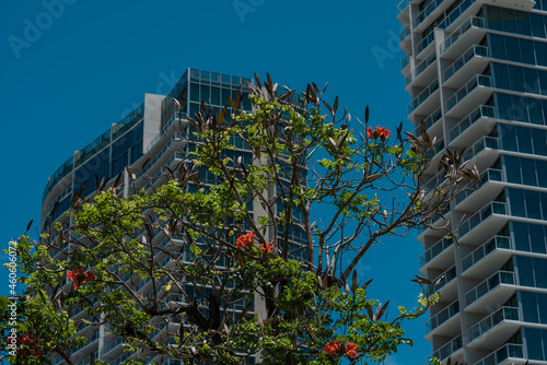 Spathodea is a monotypic genus in the flowering plant family Bignoniaceae. The single species it contains, Spathodea campanulata, is commonly known as the African tulip tree. Hawaii