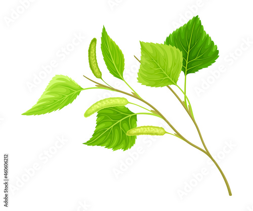 Spring birch twig with catkins vector illustration on white background