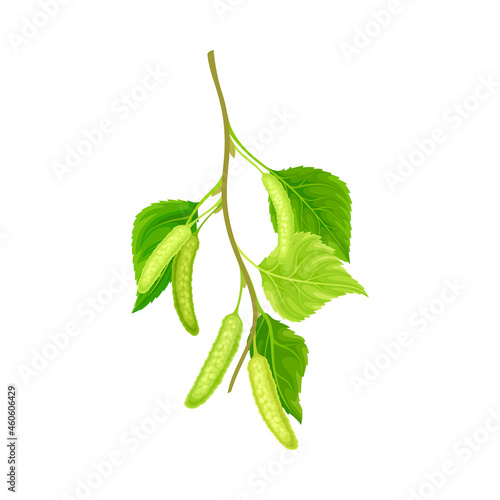 Green birch twig with leaves and aments. Spring season design element, Betula Pendula, Silver birch vector illustration