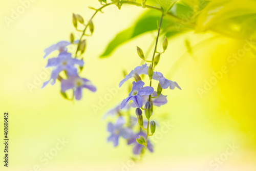 Duranta erecta is a species of flowering shrub in the verbena family Verbenaceae, native from Mexico to South America and the Caribbean. golden dewdrop, pigeon berry, and skyflower.