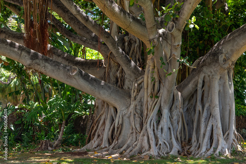 Ficus benghalensis, commonly known as the banyan, banyan fig and Indian banyan, s a tree native to the Indian Subcontinent. Hawaii