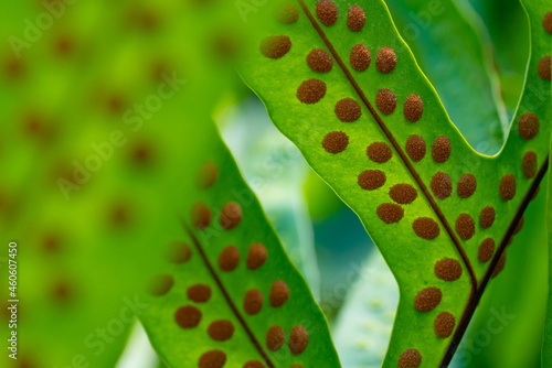 Microsorum scolopendria, synonym Phymatosorus scolopendria, monarch fern, musk fern, maile-scented fern, breadfruit fern, or wart fern is a species of fern within the family Polypodiaceae