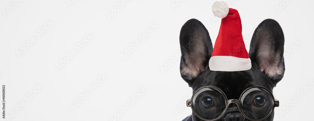 Εκτύπωση καμβά beautiful french bulldog dog wearing a christmas hat