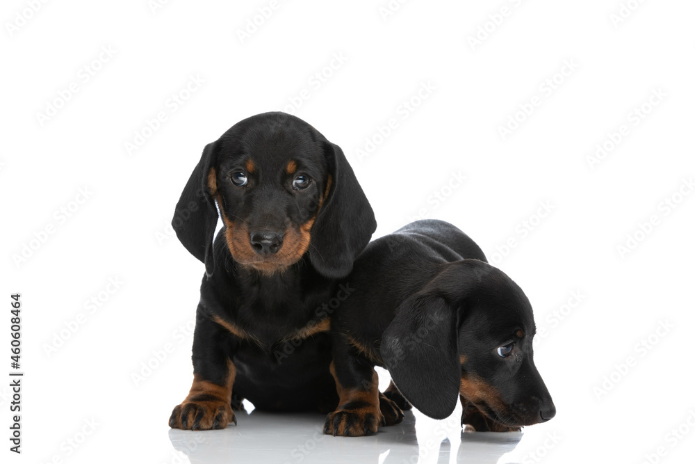 two cute teckel dachshund puppies looking to side and sitting two cute teckel dachshund puppies looking to side and sitting