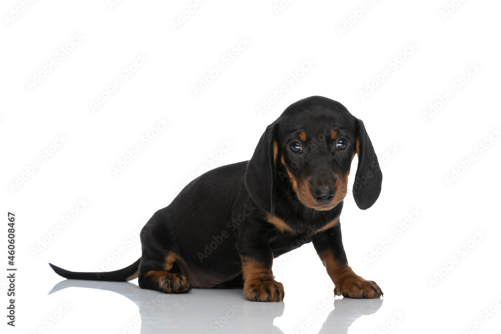 cute teckel puppy looking shy and sitting on white background