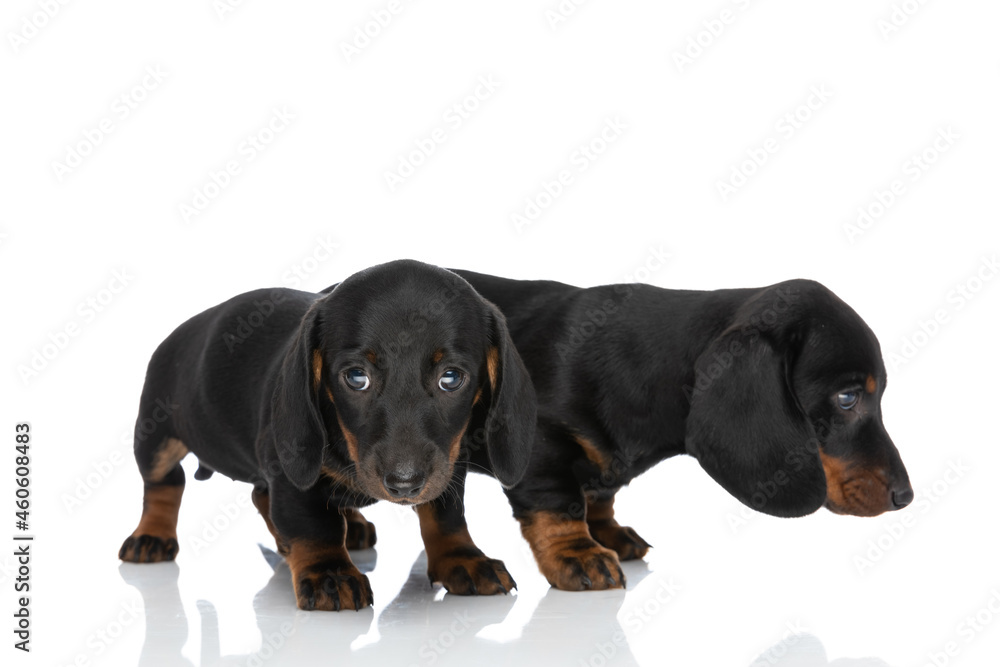 side view of little timid teckel dachshund puppies looking to side