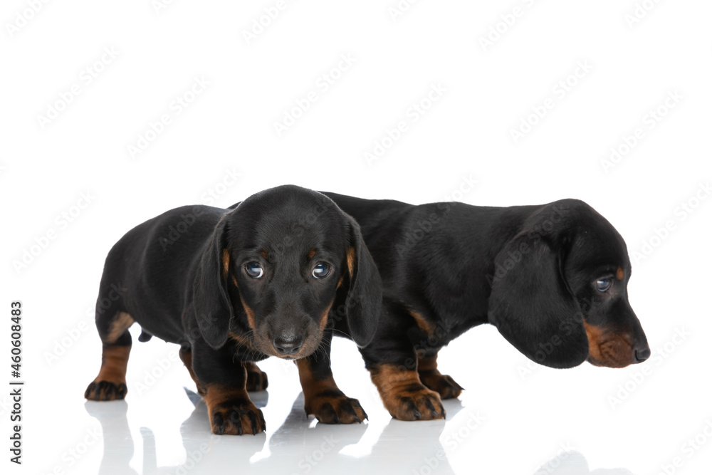 side view of little timid teckel dachshund puppies looking to side side view of little timid teckel dachshund puppies looking to side