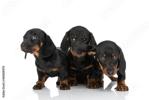 adorable group of three teckel dachshund puppies looking around in studio
