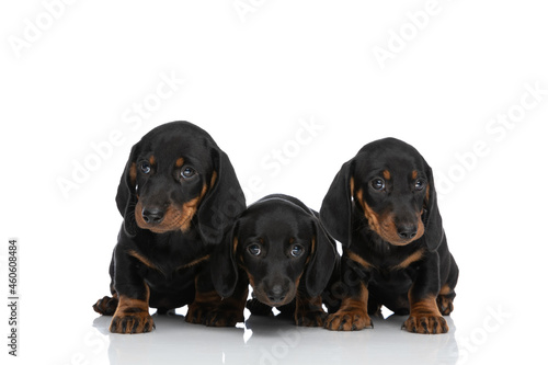 lovely family of three teckel dachshund puppies looking away
