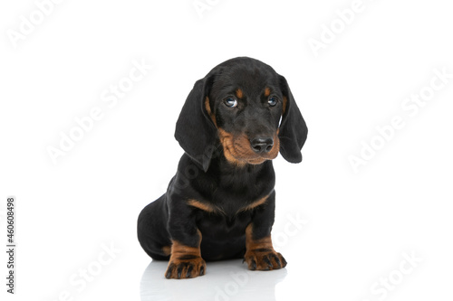 adorable teckel dachshund pup sitting and looking to side