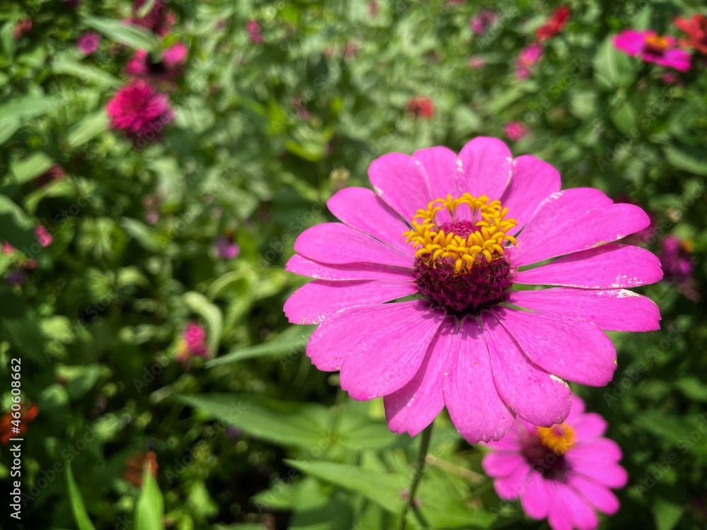 Single pink flower close up. Pink Cosmos flower in full bloom. Single pink flower close up. Pink Cosmos flower in full bloom.