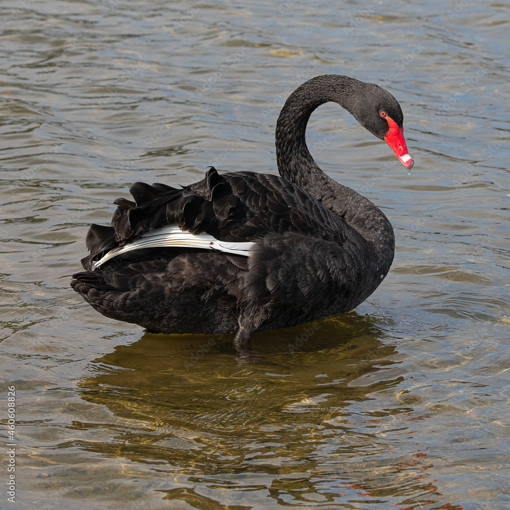 Fototapeta premium Black swan in Bushy Park