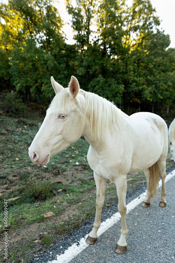 Obraz premium Caballo blanco en libertad andando por la carretera.
