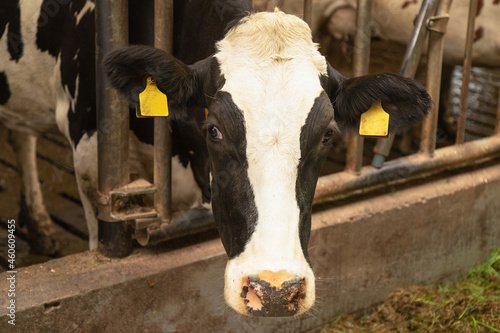 Black and white Holstein dairy cow in a Dutch farm barn.