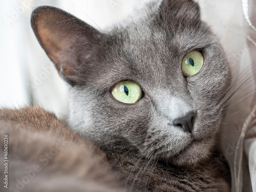 Close up portrait of a gray blue cat looking at the camera