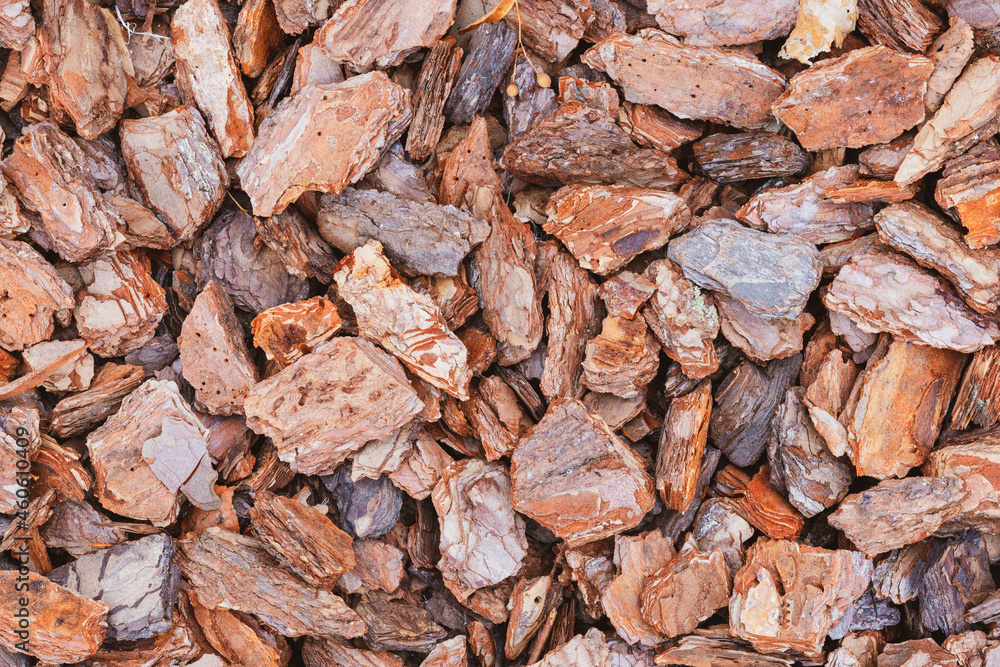 Texture of tree bark. Pieces of tree bark Texture of tree bark. Pieces of tree bark
