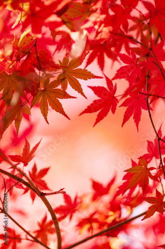見上げる秋 © tomiyama
