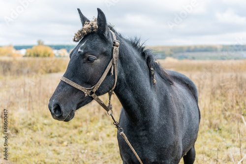 Portrait of a Black Horse