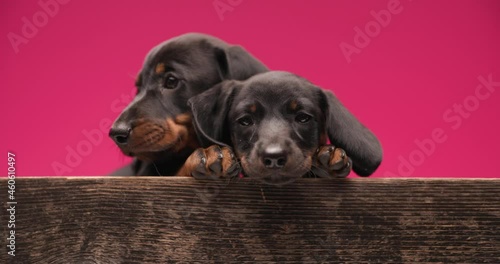 lovely couple of teckel dachshund puppies laying on each other, protecting and loving, licking nose and looking away on blue background photo