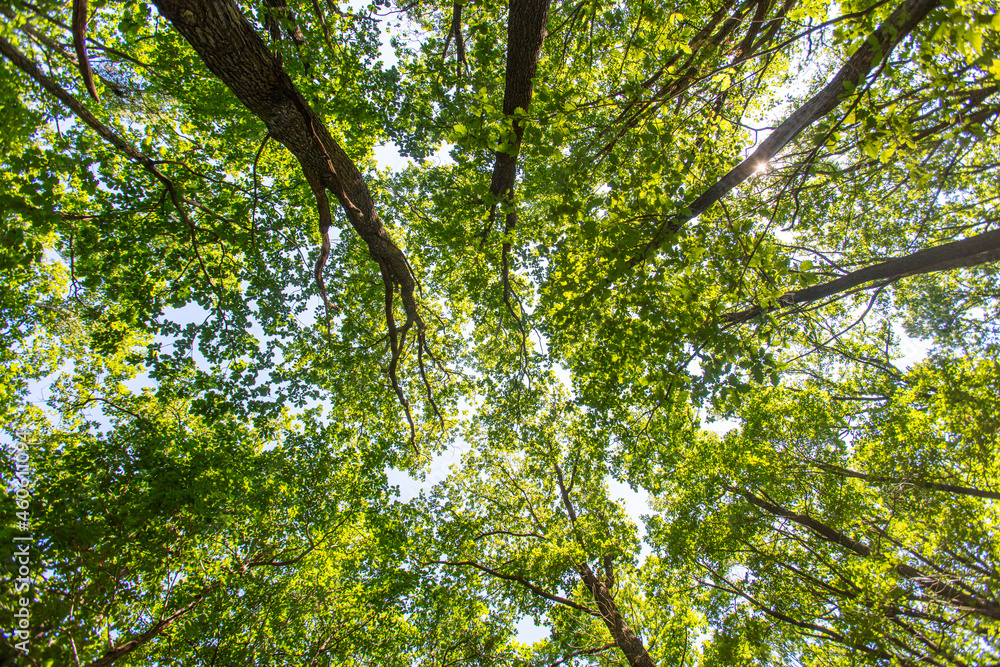 Fototapeta premium green spring forest