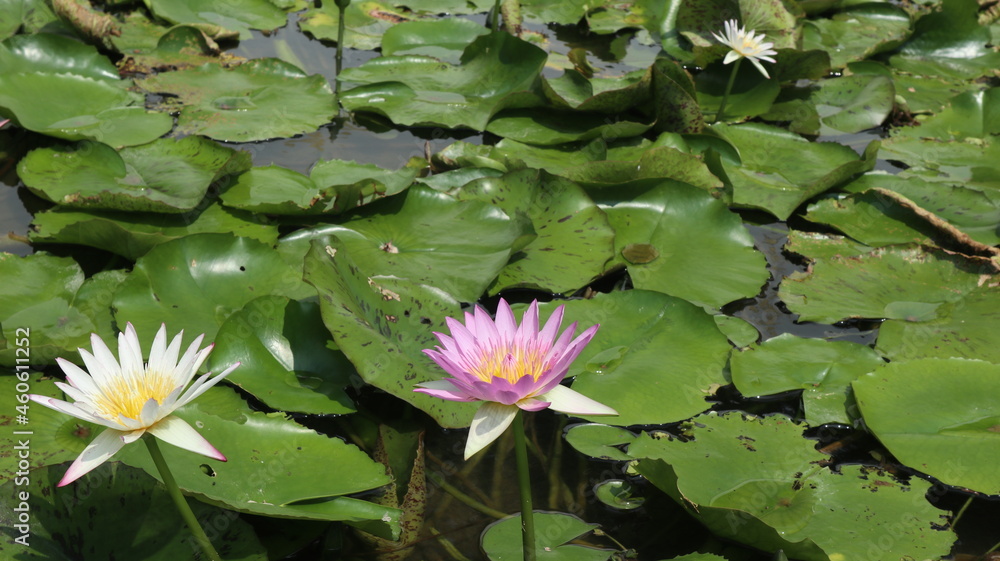 white and pink water lily are blooming in the pond white and pink water lily are blooming in the pond