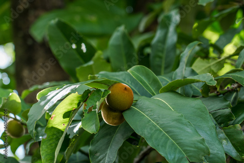 Diospyros discolor commonly known as velvet apple, velvet persimmon, kamagong, or mabolo tree is a tree of the genus Diospyros of ebony trees and persimmons.