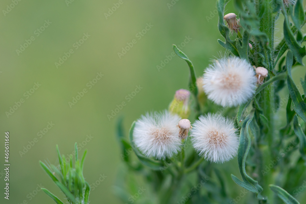 Erigeron sumatrensis is an annual herb. Guernsey fleabane. fleabane, tall fleabane, broad-leaved fleabane, white horseweed, and Sumatran fleabane. Erigeron sumatrensis is an annual herb. Guernsey fleabane. fleabane, tall fleabane, broad-leaved fleabane, white horseweed, and Sumatran fleabane.