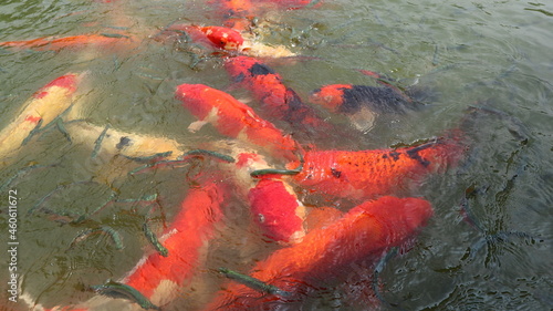 feeding many hungry and colorful koi in the pool for leisure time in sunny day outdoor activity close-up © YENTING