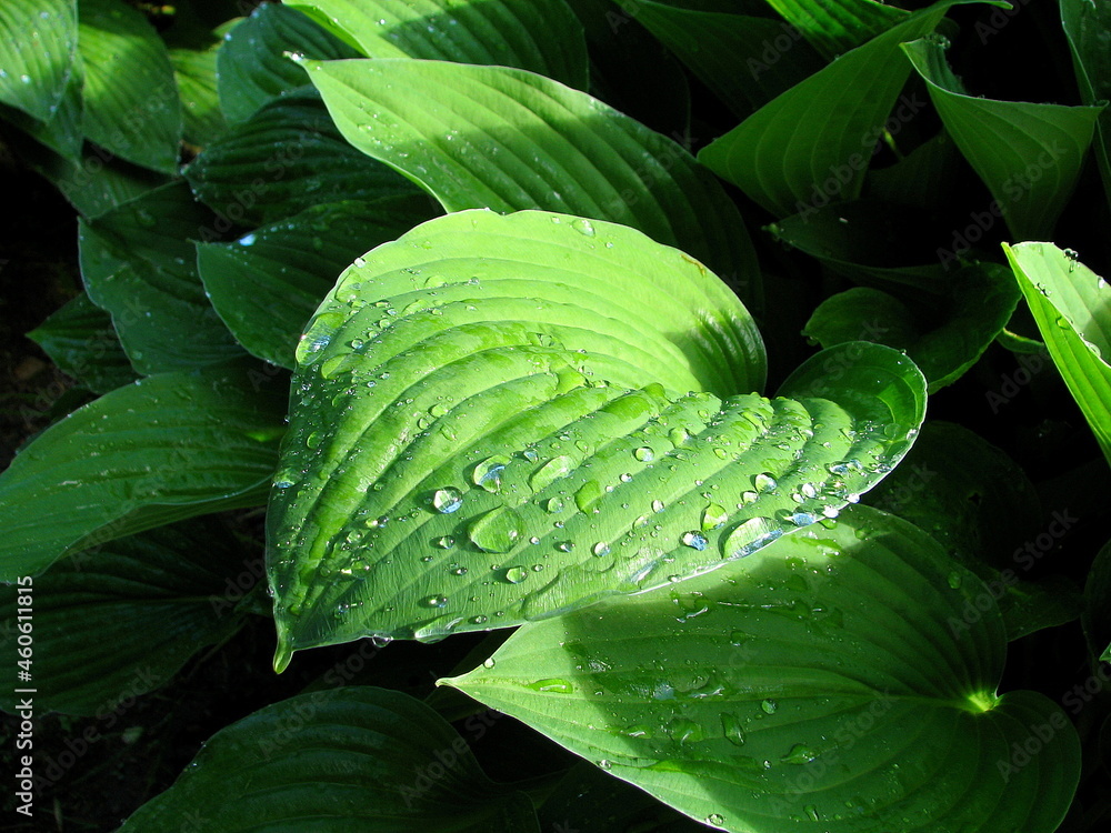 Obraz premium Dew drops of rain on a green leaf