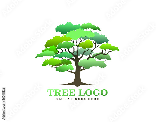 tree logo design, oak tree illustrations