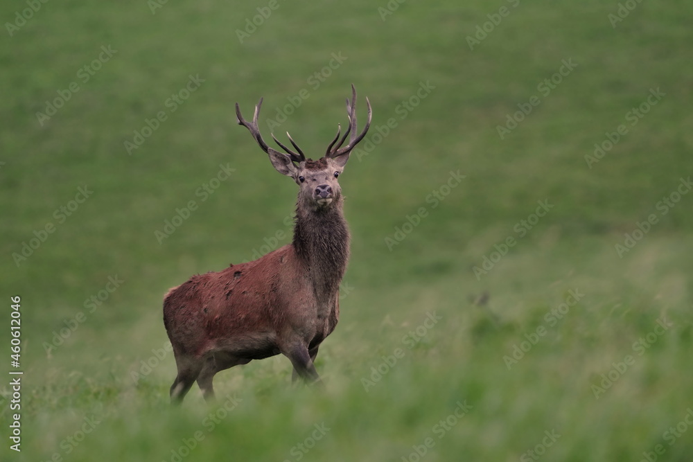 Beautiful red deer in the nature habitat. Wildlife scene from european nature. Cervus elaphus. Portrait of a stag. period of deer rut in the Lusatian mountains Beautiful red deer in the nature habitat. Wildlife scene from european nature. Cervus elaphus. Portrait of a stag. period of deer rut in the Lusatian mountains
