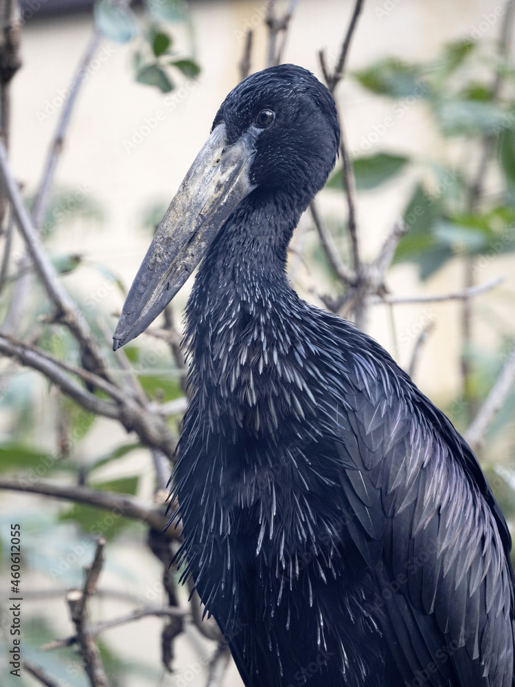 Naklejka premium African openbill, Anastomus lamelligerus, a relatively large stork with a massive beak