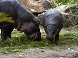 Female pygmy hippopotamus, Choeropsis liberiensis, with cub grazes on fresh grass