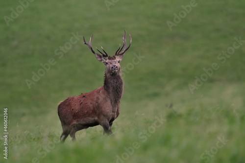 Beautiful red deer in the nature habitat. Wildlife scene from european nature. Cervus elaphus. Portrait of a stag. period of deer rut in the Lusatian mountains