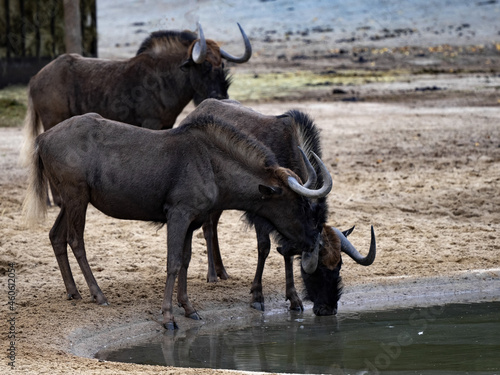 Black wildebeest, Connochaetes gnou, drink water at a watering hole