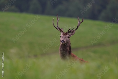 Beautiful red deer in the nature habitat. Wildlife scene from european nature. Cervus elaphus. Portrait of a stag. period of deer rut in the Lusatian mountains © Monikasurzin
