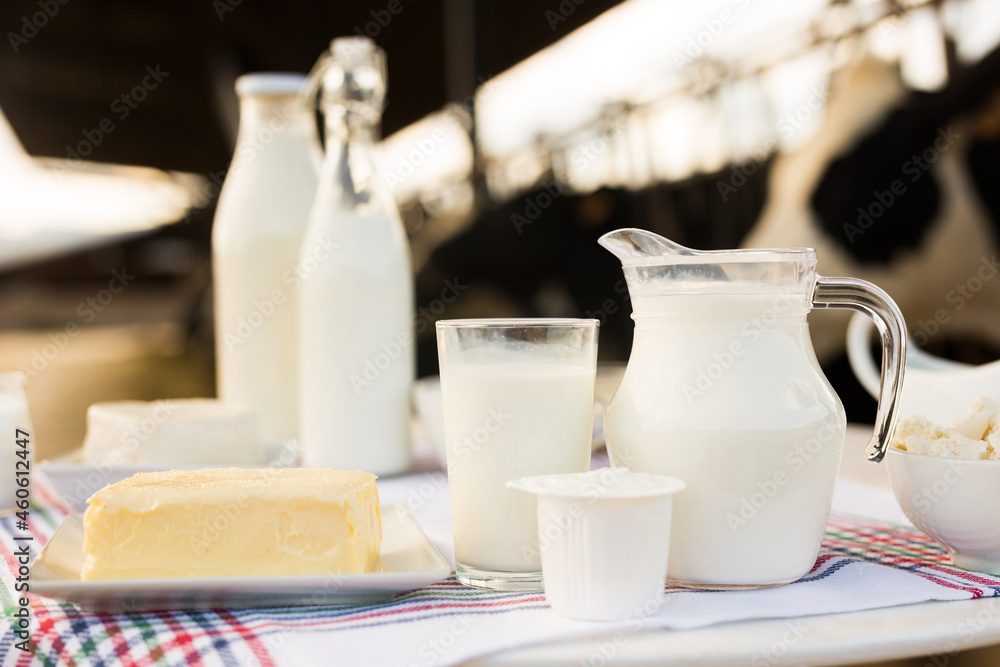 dairy products on table against the background of herd of cows in barn dairy products on table against the background of herd of cows in barn