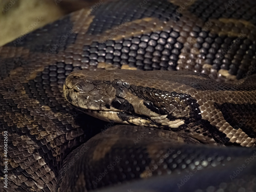 The African rock python, Python sebae, is the largest African snake-portrait The African rock python, Python sebae, is the largest African snake-portrait