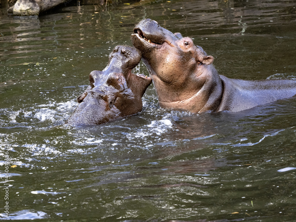 Fototapeta premium The mother of the hippopotamus Hippopotamus amphibius, teaches the son how to defend the harem in the future