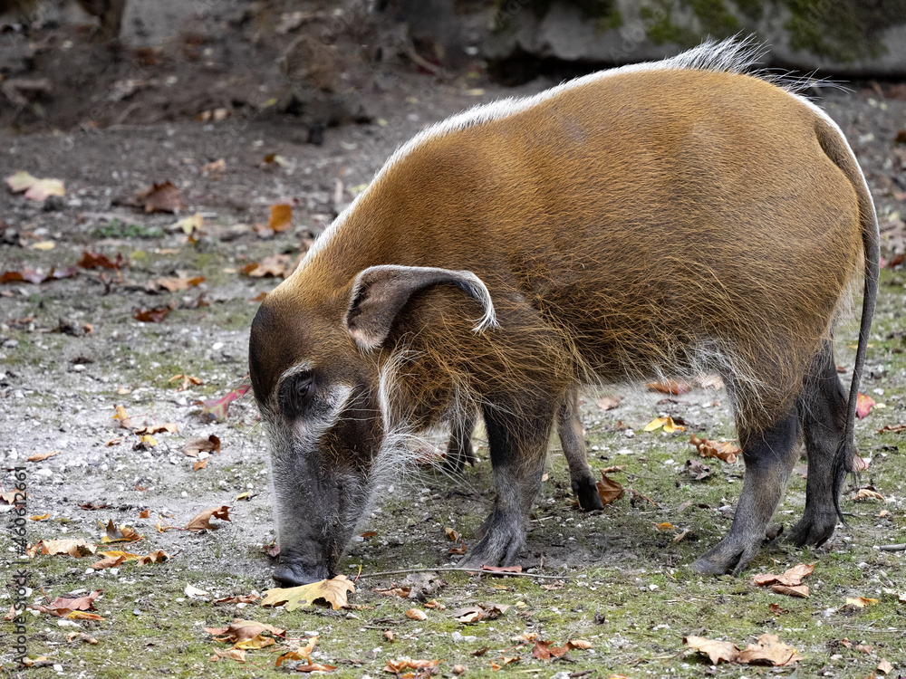 An adult male Red river hog, Potamochoerus porcus porcus, looking for food on the ground. An adult male Red river hog, Potamochoerus porcus porcus, looking for food on the ground.