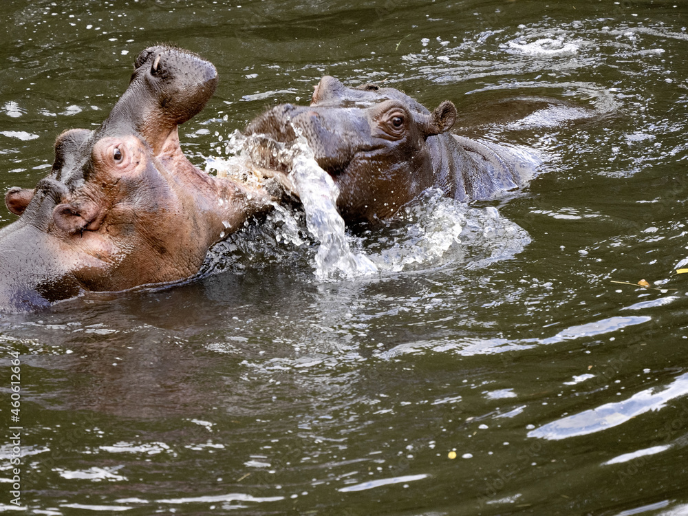 Obraz premium The mother of the hippopotamus Hippopotamus amphibius, teaches the son how to defend the harem in the future