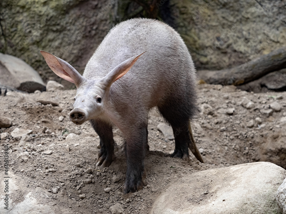 Aardvark, Orycteropus afer, carefully explores the surroundings of its spacious burrows