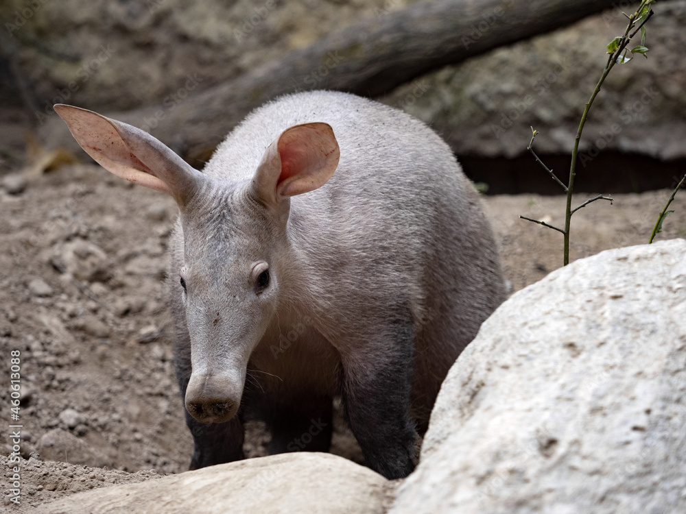 Aardvark, Orycteropus afer, carefully explores the surroundings of its spacious burrows