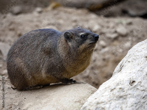 Female Cape Rock Hyrax, Procavia capensis s sitting on a large boulder
