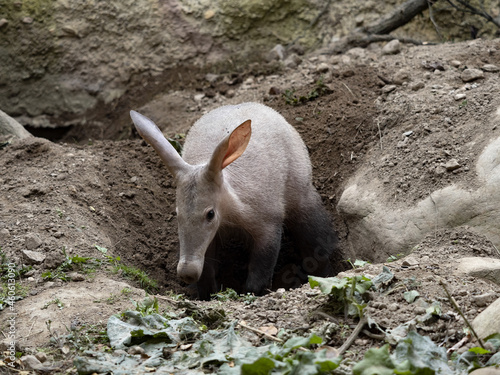 Aardvark, Orycteropus afer, carefully explores the surroundings of its spacious burrows photo