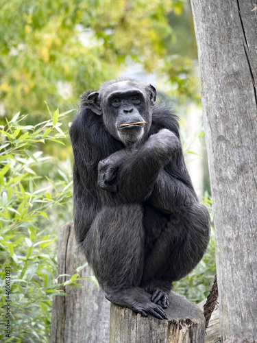 African Chimpanzee, Pan troglodytes, sitting on a trunk and holding a small stick in its mouth